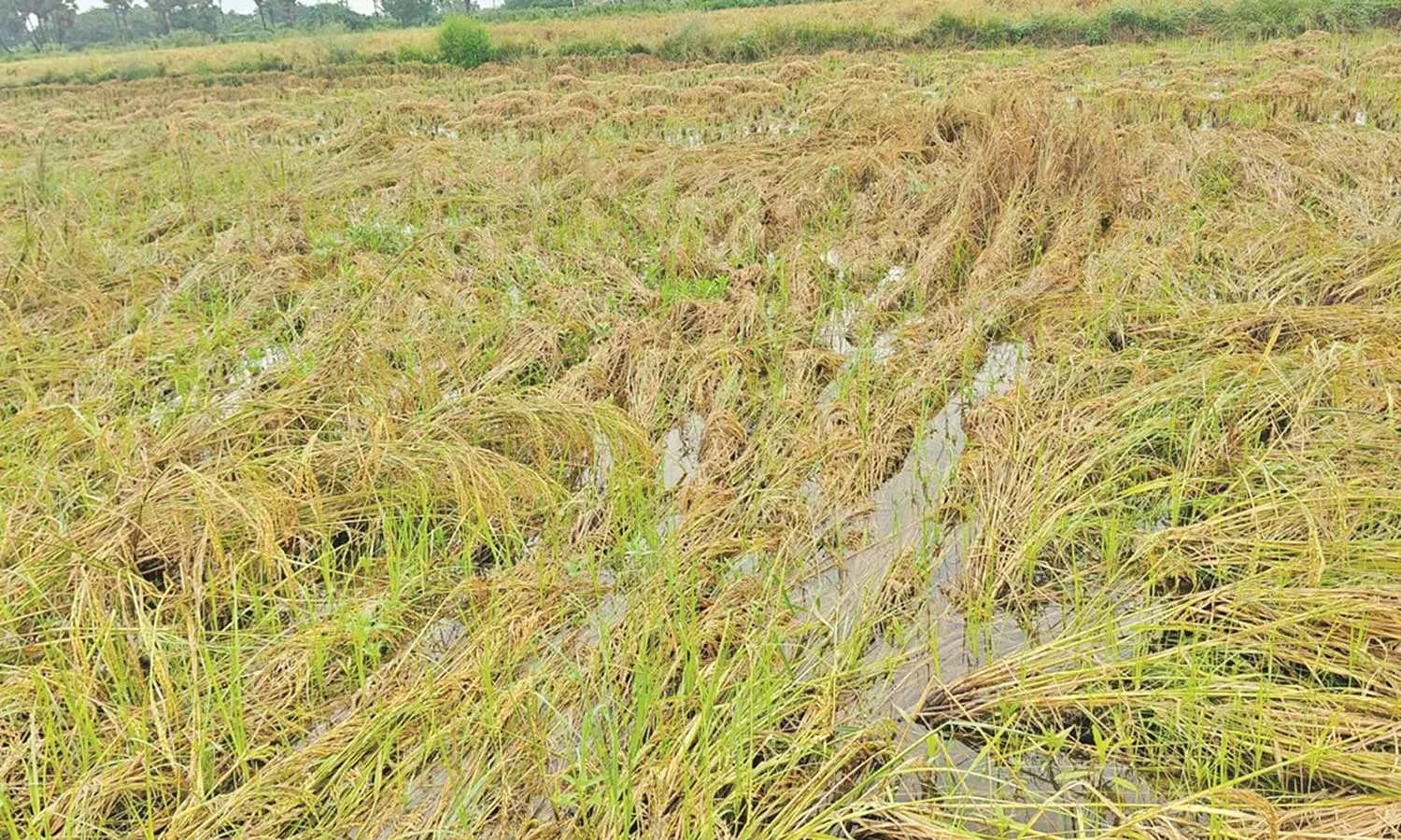 நெல்லின் ஈரப்பதம் தொடர்பான மத்திய குழுவின் ஆய்வு திடீரென ஒத்திவைப்பு: விவசாயிகள் ஏமாற்றம்