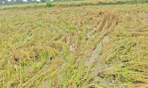 நெல்லின் ஈரப்பதம் தொடர்பான மத்திய குழுவின் ஆய்வு திடீரென ஒத்திவைப்பு: விவசாயிகள் ஏமாற்றம்