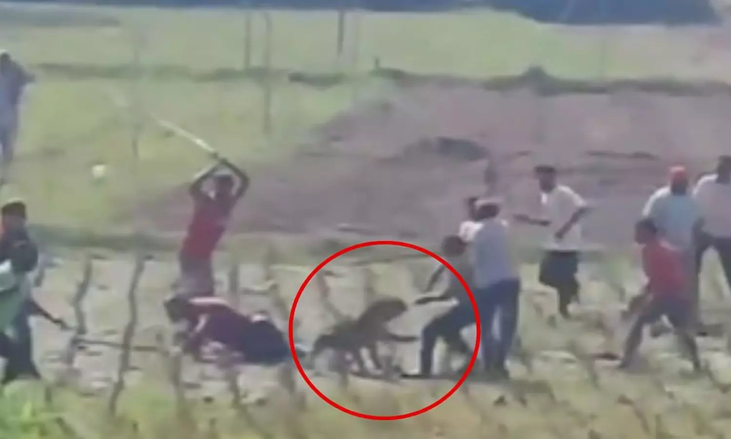 சிறுத்தையை சுற்றி வளைத்து தாக்கிய பொதுமக்கள் - வைரல் வீடியோ