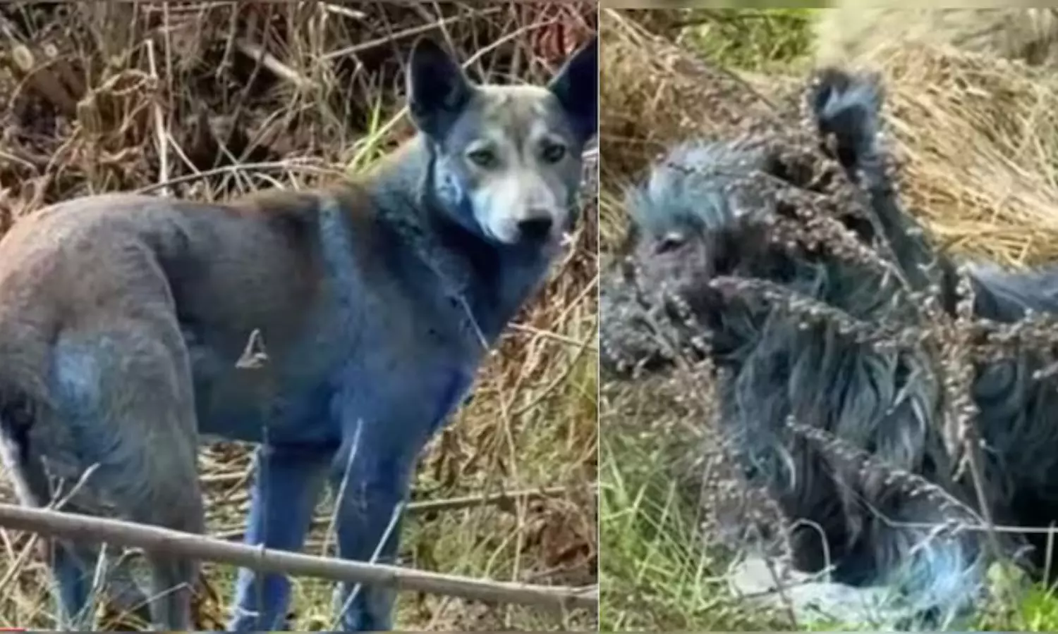 Chernobyl அணுசக்தி நிலையம் அருகே வினோதம்.. நீல நிறமாக மாறிய நாய்கள்! Chernobyl அணுசக்தி நிலையம் அருகே வினோதம்.. நீல நிறமாக மாறிய நாய்கள்!