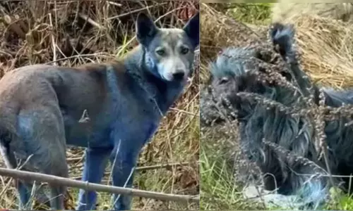 Chernobyl அணுசக்தி நிலையம் அருகே வினோதம்.. நீல நிறமாக மாறிய நாய்கள்!