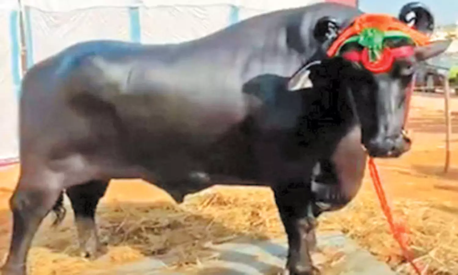 புஷ்கர் கால்நடை கண்காட்சிக்கு வந்த எருமை மாட்டின் விலை ரூ.23 கோடி! புஷ்கர் கால்நடை கண்காட்சிக்கு வந்த எருமை மாட்டின் விலை ரூ.23 கோடி!