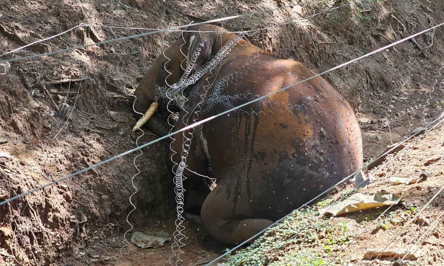 மேட்டுப்பாளையத்தில் மின்கம்பியில் சிக்கி ஆண் காட்டு யானை உயிரிழப்பு