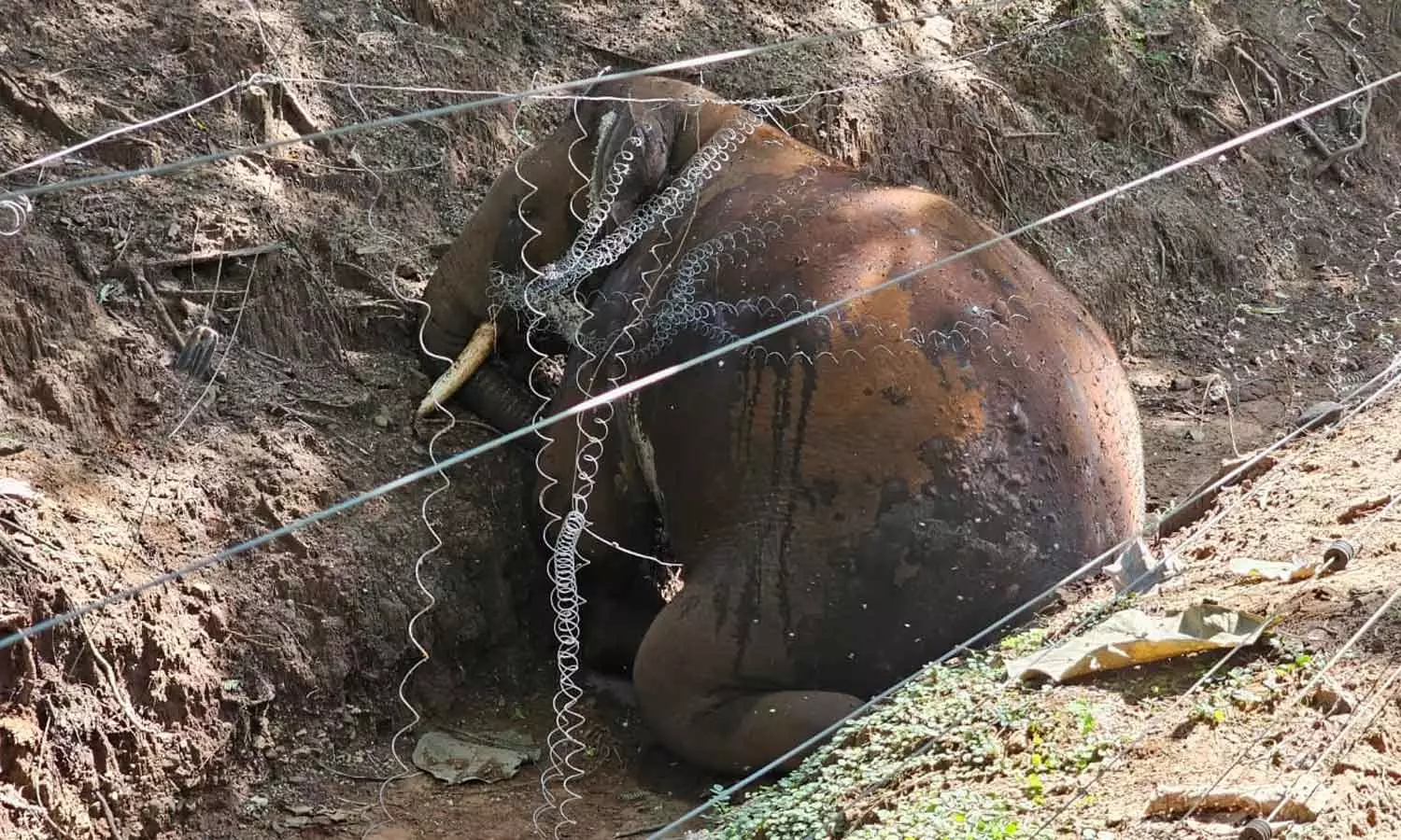 மேட்டுப்பாளையத்தில் மின்கம்பியில் சிக்கி ஆண் காட்டு யானை உயிரிழப்பு மேட்டுப்பாளையத்தில் மின்கம்பியில் சிக்கி ஆண் காட்டு யானை உயிரிழப்பு