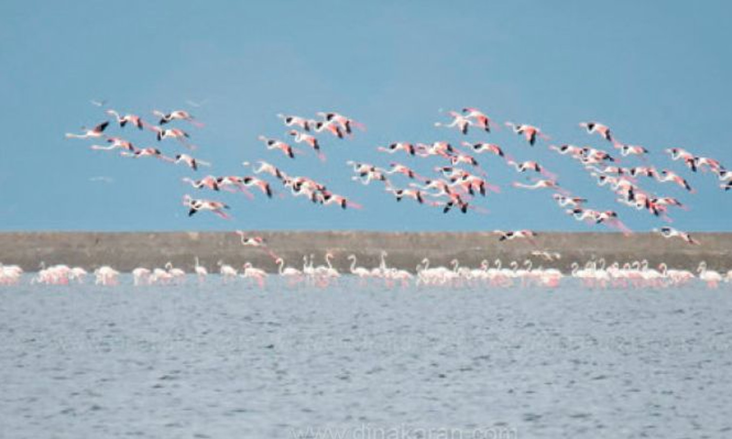 வடகிழக்கு பருவமழை காலம் தொடங்கியதால் கோடியக்கரை சரணாலயத்தில் குவியும் வெளிநாட்டு பறவைகள்