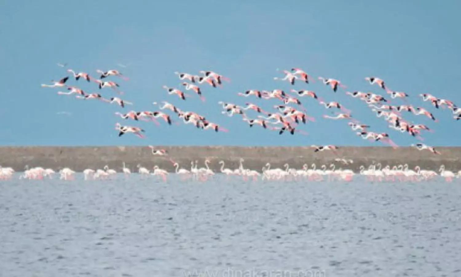 வடகிழக்கு பருவமழை காலம் தொடங்கியதால் கோடியக்கரை சரணாலயத்தில் குவியும் வெளிநாட்டு பறவைகள் வடகிழக்கு பருவமழை காலம் தொடங்கியதால் கோடியக்கரை சரணாலயத்தில் குவியும் வெளிநாட்டு பறவைகள்