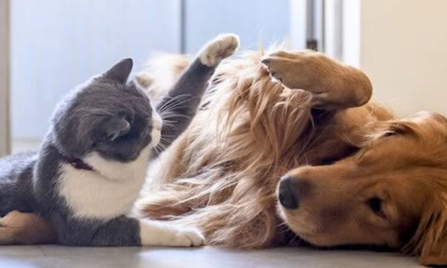 நாய், பூனை வளர்க்க உரிமம் பெறாவிட்டால் ரூ.5000 அபராதம்- மாநகராட்சி மன்ற கூட்டத்தில் தீர்மானம் நிறைவேற்றம்