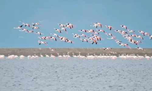 வடகிழக்கு பருவமழை காலம் தொடங்கியதால் கோடியக்கரை சரணாலயத்தில் குவியும் வெளிநாட்டு பறவைகள்