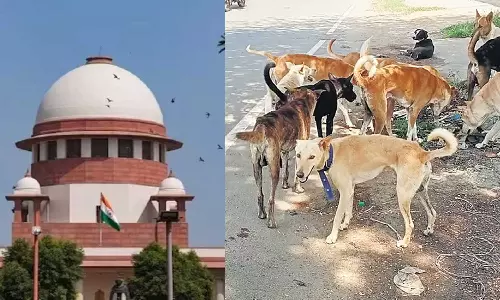 தெருநாய் விவகாரத்தில் எடுக்கப்பட்ட நடவடிக்கைகள்: உச்ச நீதிமன்றத்தில் தமிழ்நாடு அரசு பதில் மனு