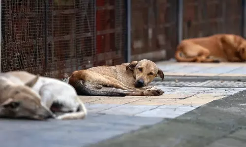 தெருநாயை கூட்டுப் பாலியல் வன்கொடுமை செய்த கும்பல் - கர்நாடகாவில் அதிர்ச்சி