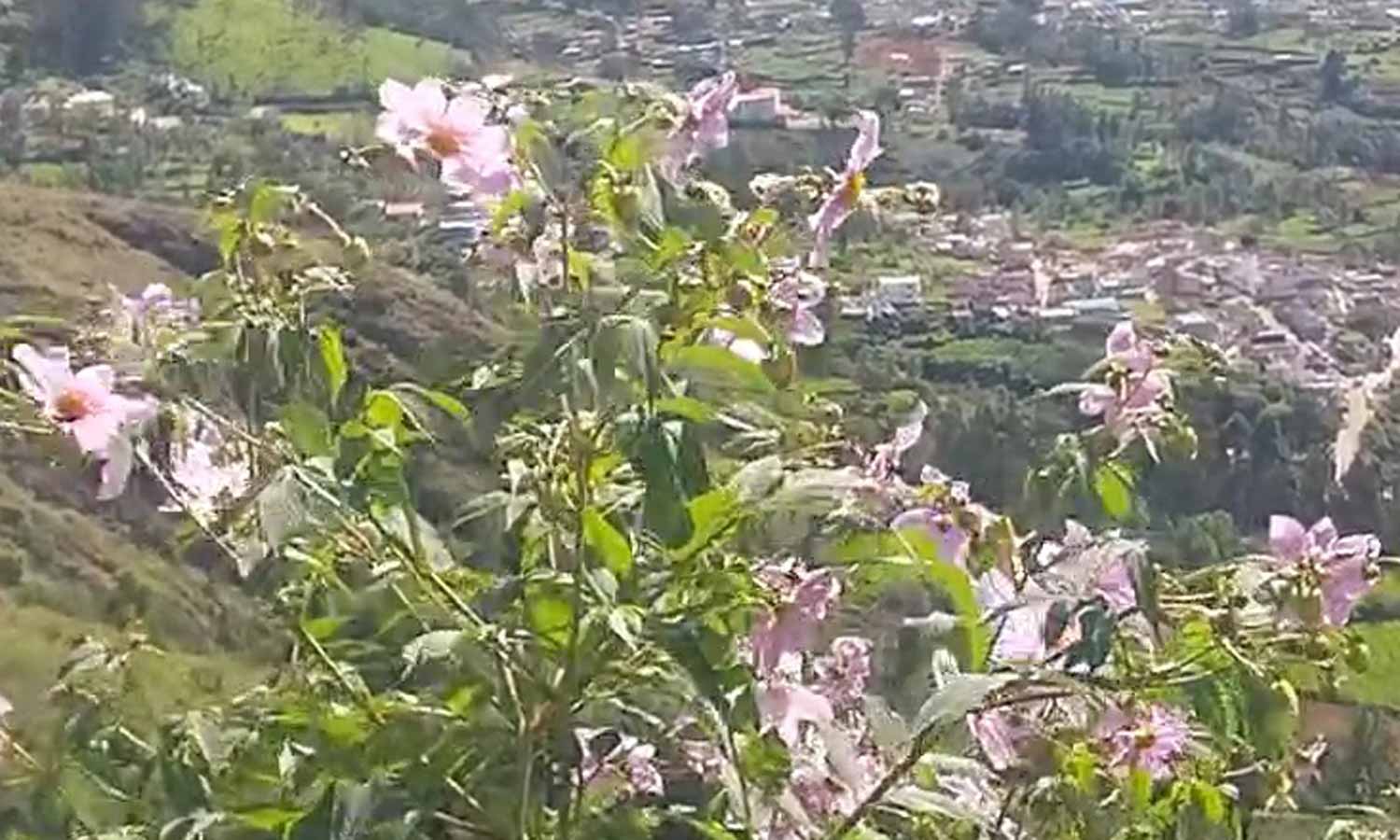 ஊட்டி, குன்னூரில் பல வண்ணங்களில் பூத்துக்குலுங்கும் டேலியா, சூரியகாந்தி மலர்கள்- சுற்றுலா பயணிகள் பரவசம்