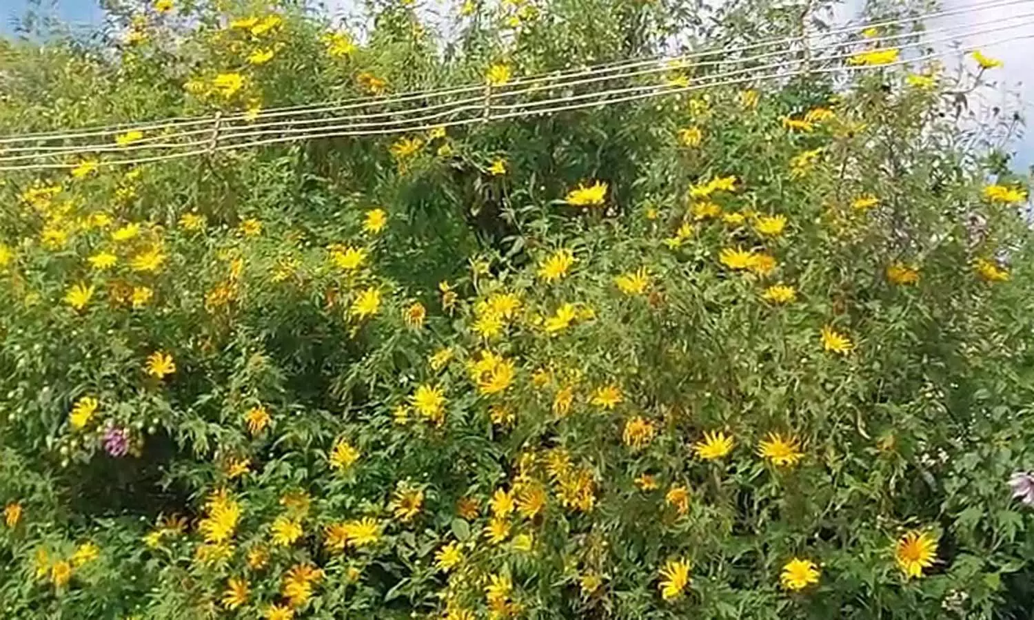 ஊட்டி, குன்னூரில் பல வண்ணங்களில் பூத்துக்குலுங்கும் டேலியா, சூரியகாந்தி மலர்கள்- சுற்றுலா பயணிகள் பரவசம்