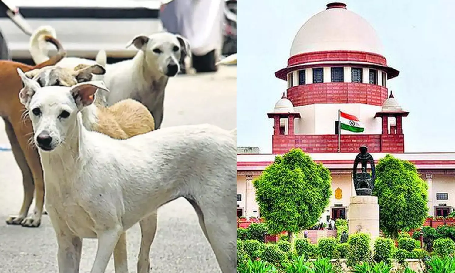 பேருந்து நிலையங்களில் இருந்து நாய்களை அப்புறப்படுத்த வேண்டும்- உச்சநீதிமன்றம் உத்தரவு