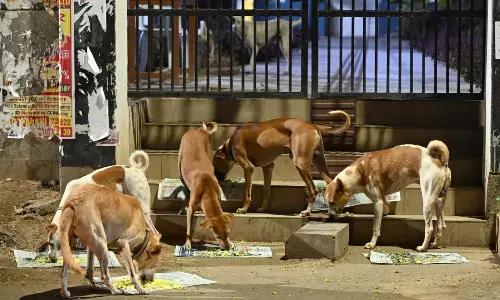 பேருந்து, ரெயில் நிலையங்கள் உள்ளிட்ட பொது இடங்களில் இருந்து தெருநாய்களை அகற்ற உச்சநீதிமன்றம் உத்தரவு