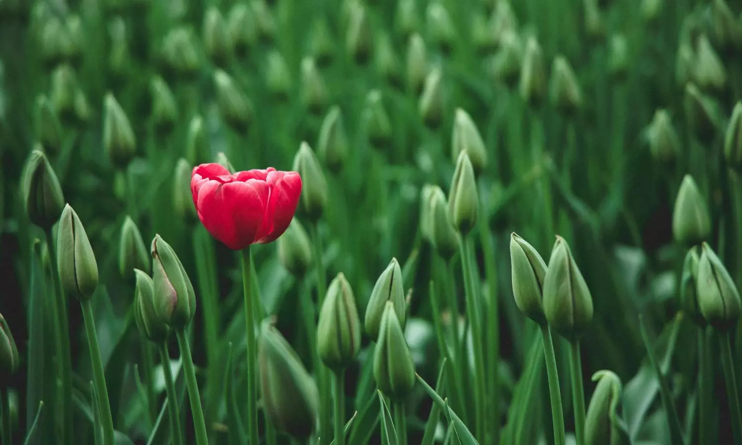 நான் தனித்துவமாக தெரியவேண்டும் - என்ன செய்ய வேண்டும்?