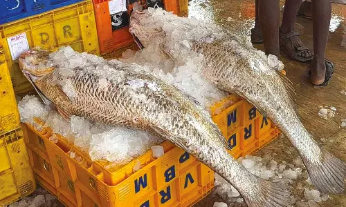 மீனவர்கள் வலையில் சிக்கிய மருத்துவ குணம் கொண்ட 2 மீன்கள்- ரூ.1½ லட்சத்துக்கு விற்பனை