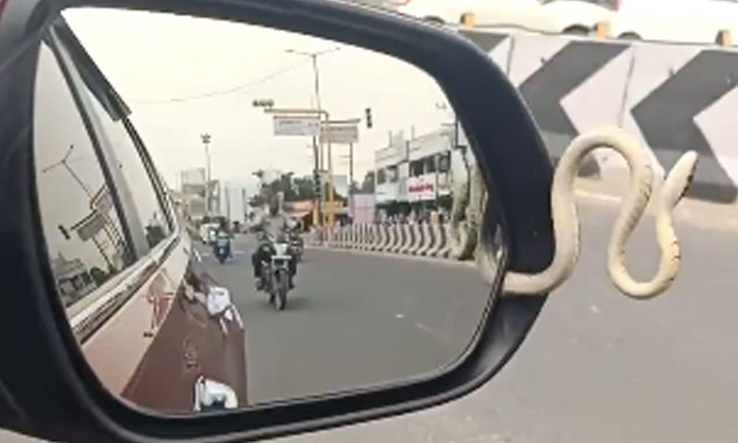 VIDEO: எனக்கும் குளிரும் இல்ல...  கார் கண்ணாடியில் இருந்து பாய்ந்த பாம்பு- அதிர்ச்சியில் உறைந்த டிரைவர்