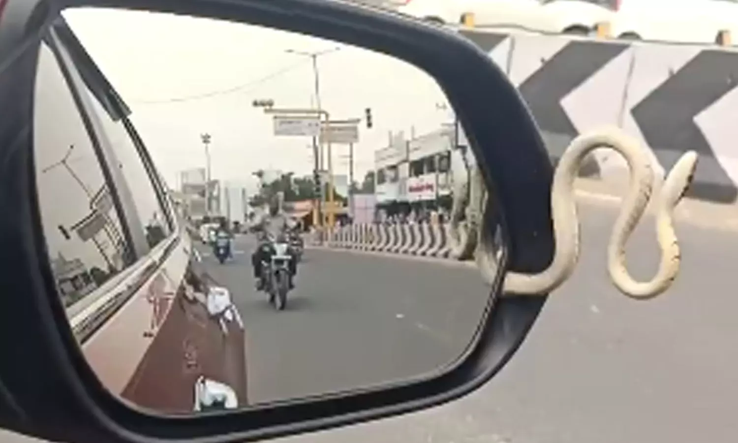 VIDEO: எனக்கும் குளிரும் இல்ல... கார் கண்ணாடியில் இருந்து பாய்ந்த பாம்பு- அதிர்ச்சியில் உறைந்த டிரைவர் VIDEO: எனக்கும் குளிரும் இல்ல... கார் கண்ணாடியில் இருந்து பாய்ந்த பாம்பு- அதிர்ச்சியில் உறைந்த டிரைவர்