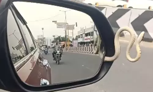 VIDEO: எனக்கும் குளிரும் இல்ல...  கார் கண்ணாடியில் இருந்து பாய்ந்த பாம்பு- அதிர்ச்சியில் உறைந்த டிரைவர்