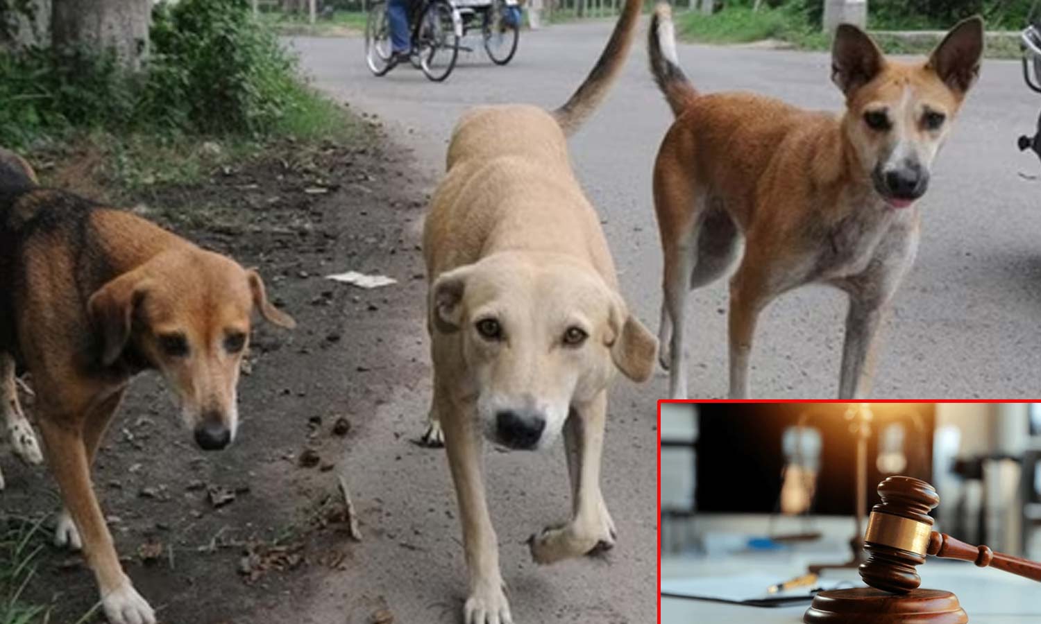 இதுக்கு இல்லையா சார் ஒரு END... தெருநாய்களால் கோர்ட்டுக்கு வந்த குடும்ப சண்டை- கதறும் கணவர்