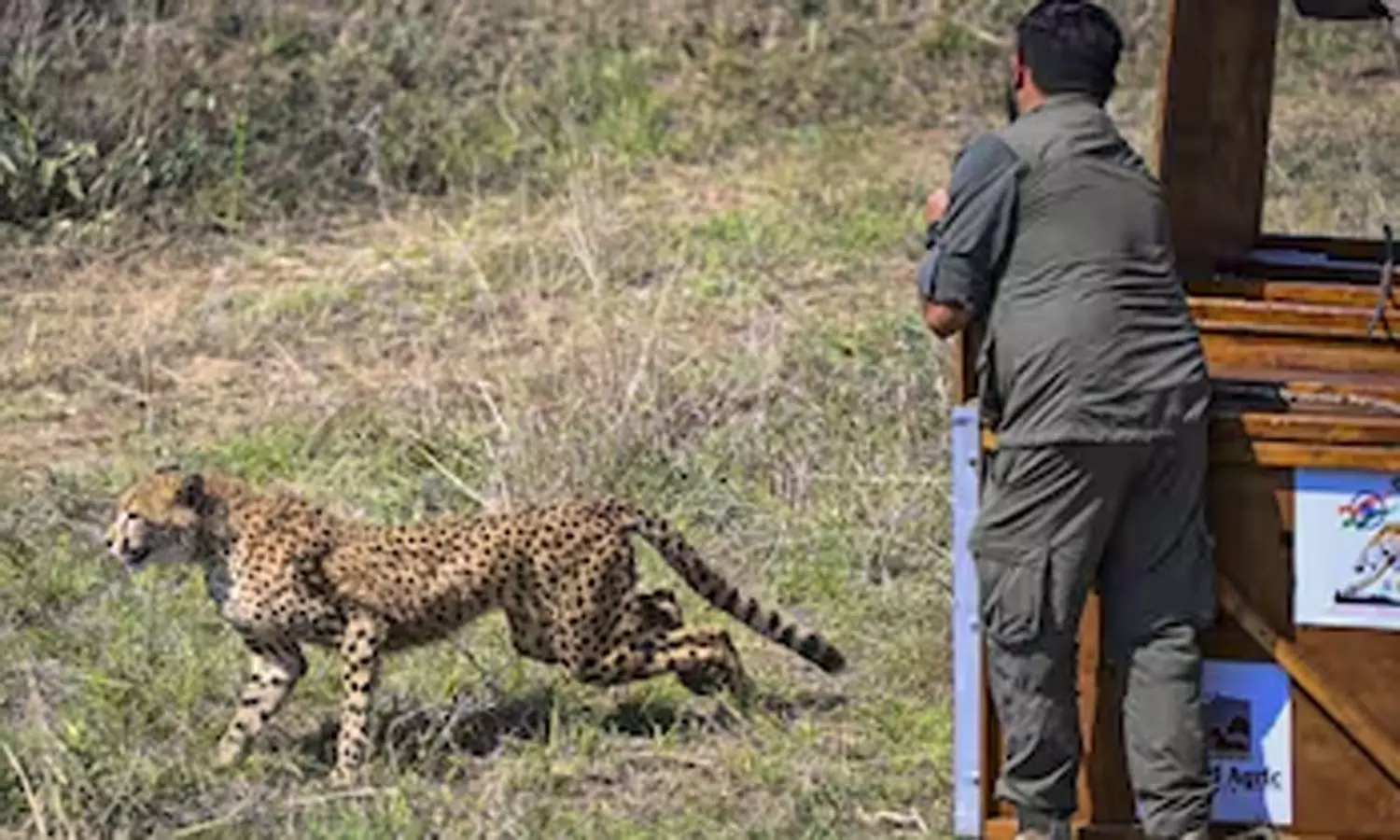 ஜனாதிபதி திரவுபதி முர்மு முன்னிலையில் 8 சிவிங்கி புலிகளை ஒப்படைத்தது போட்ஸ்வானா