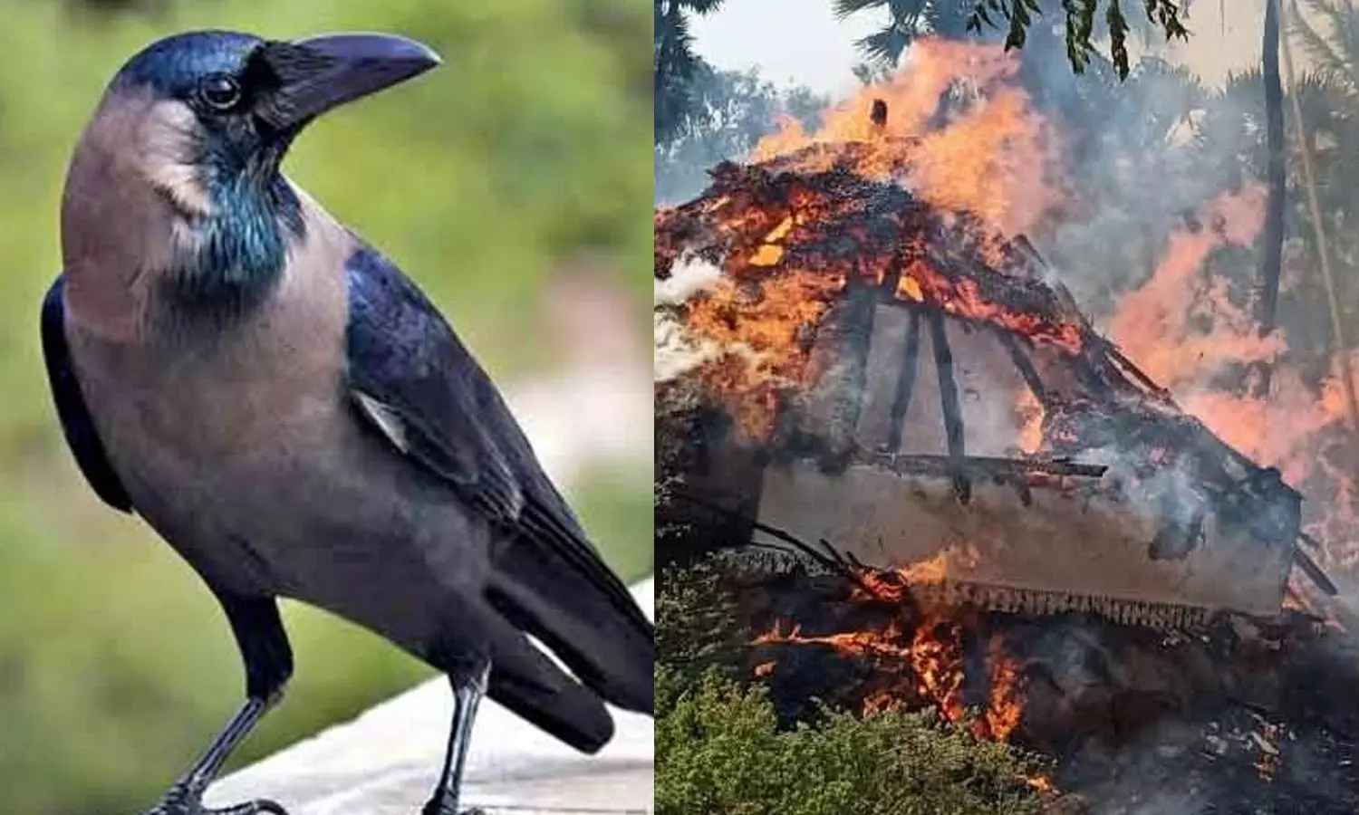 ஆந்திராவில் 4 குடிசை வீடுகளை எரித்த காகம்: ரூ.1 லட்சம், தங்க நகைகள் சேதம்