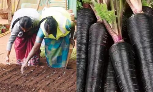 நீலகிரியில் அறிமுகமாகும் கருப்பு கேரட் - சிம்ஸ் பூங்காவில் சோதனை முறையில் சாகுபடி