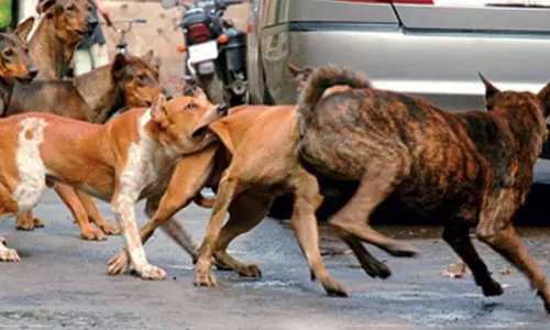 2025-ல் தமிழகத்தில் இதுவரை 5.25 லட்சம் பேர் நாய்க்கடியால் பாதிப்பு. 28 பேர் பலி