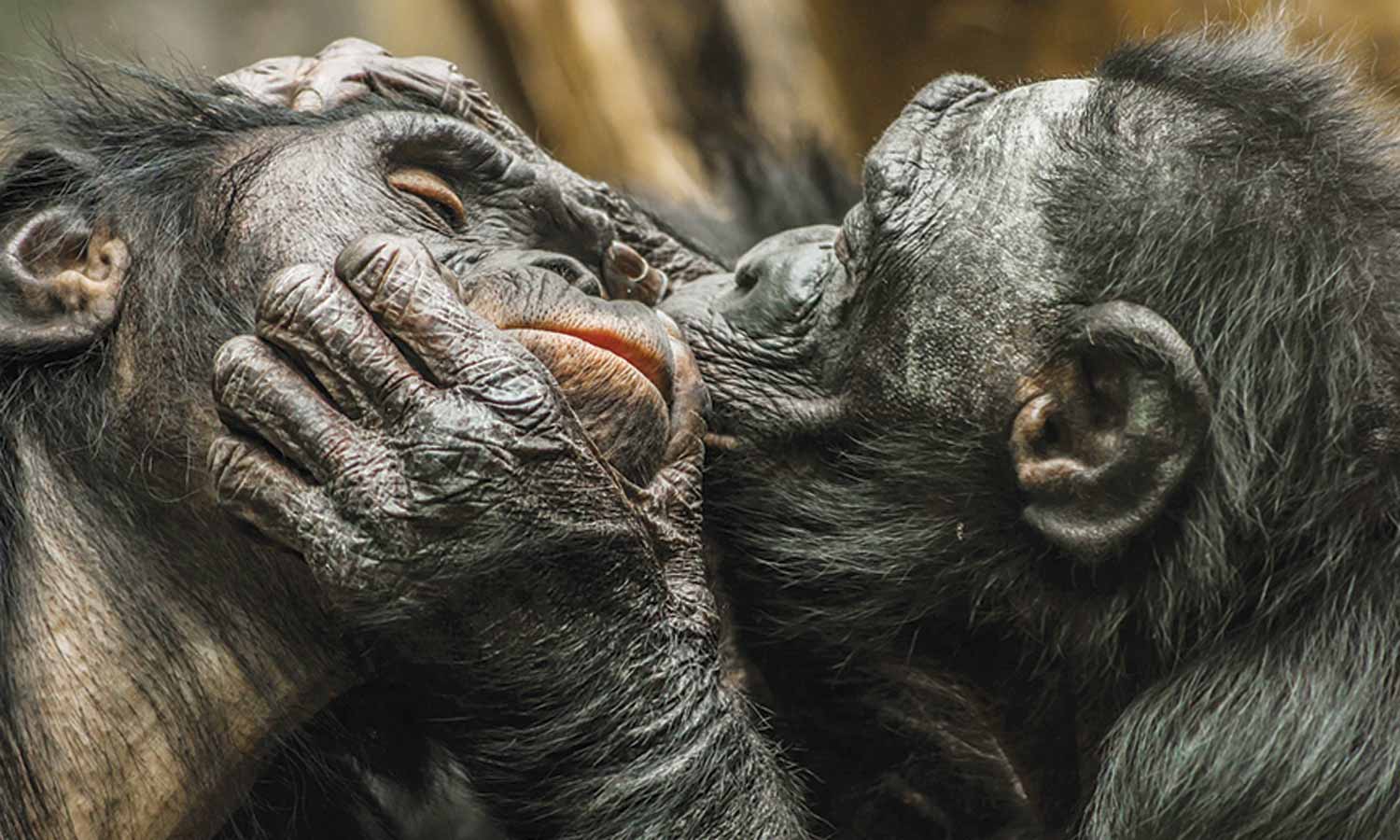 உதட்டில் முத்தம் கொடுக்கும் பழக்கம் தோன்றி 2 கோடி ஆண்டுகள் ஆகிறது- மனித குரங்குகள் ஆய்வில் ருசிகர தகவல்