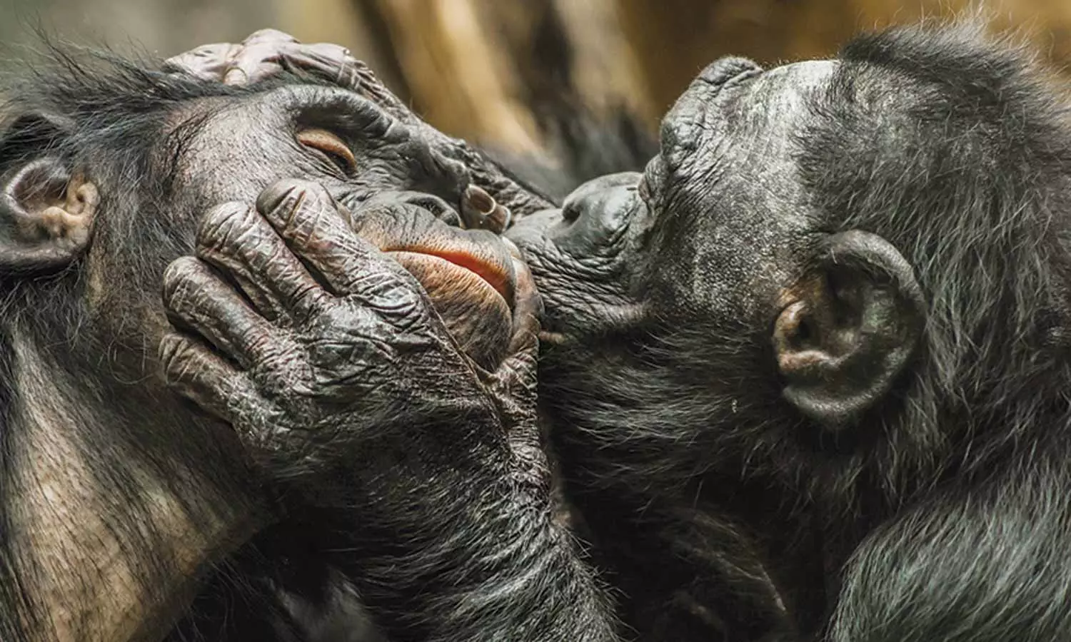 உதட்டில் முத்தம் கொடுக்கும் பழக்கம் தோன்றி 2 கோடி ஆண்டுகள் ஆகிறது- மனித குரங்குகள் ஆய்வில் ருசிகர தகவல்