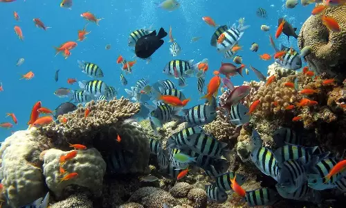 இன்று உலக மீன்வள தினம் - உயிரியல் ஆய்வில் அதிசயம் நிறைந்த மீன் இனங்கள்