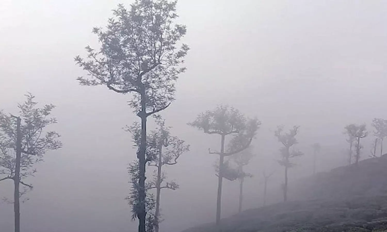 கோவை-நீலகிரியில் கடும் பனிமூட்டம்: குளிரால் பொதுமக்கள் அவதி கோவை-நீலகிரியில் கடும் பனிமூட்டம்: குளிரால் பொதுமக்கள் அவதி