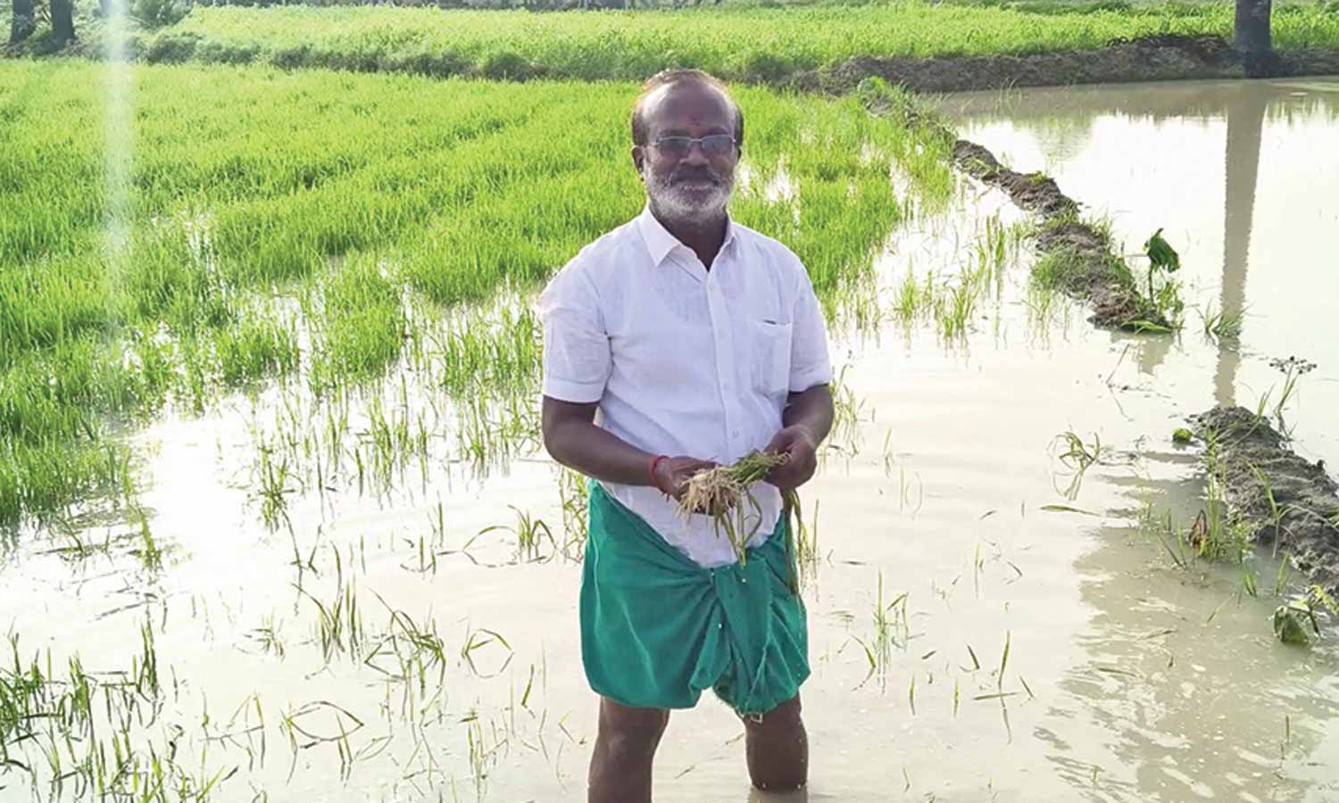 விளாத்திகுளம் அருகே மழைநீரில் மூழ்கிய 1500 ஏக்கர் பயிர்கள்- விவசாயிகள் வேதனை