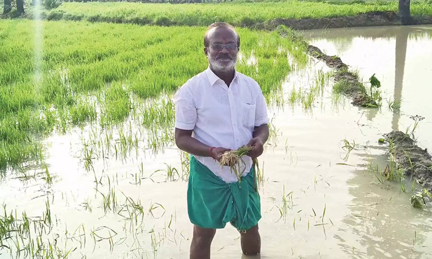 விளாத்திகுளம் அருகே மழைநீரில் மூழ்கிய 1500 ஏக்கர் பயிர்கள்- விவசாயிகள் வேதனை