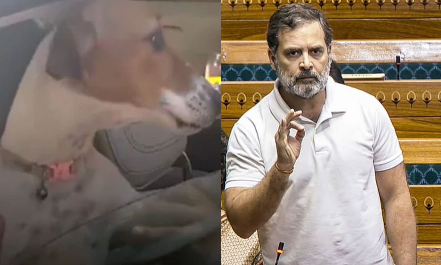 நாடாளுமன்றத்திற்கு நாய்க்குட்டியுடன் வந்த காங்கிரஸ் எம்பி; ஆதரவாக கருத்து தெரிவித்த ராகுல் காந்தி!