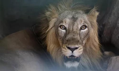 பிரேசிலில் பயங்கரம்..! கூண்டுக்குள் அத்துமீறி நுழைந்த வாலிபரை தட்டித்தூக்கிய சிங்கம்