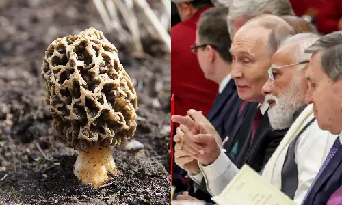 கிலோ ரூ.40,000.. இரவு விருந்தில் புதினுக்கு பரிமாறப்பட்ட குச்சி காளான் - அப்படி என்ன சிறப்பு?