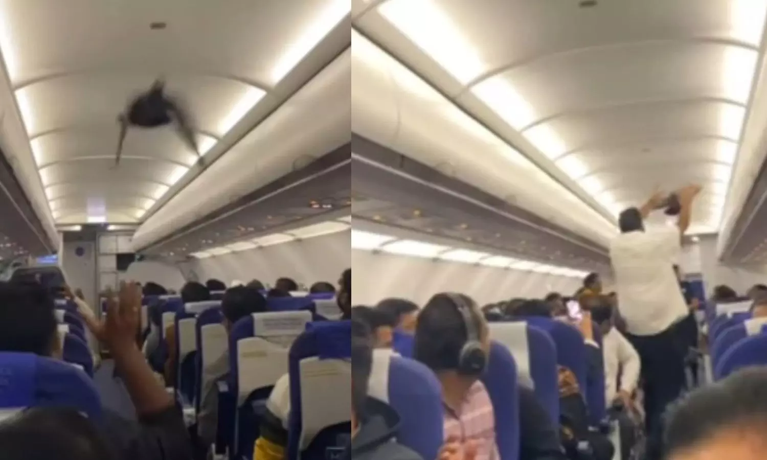 இதுகளும் சதி பண்ணுதே.. இண்டிகோ விமானதிற்குள் சிறகடித்து பறந்த புறா - வைரல் வீடியோ இதுகளும் சதி பண்ணுதே.. இண்டிகோ விமானதிற்குள் சிறகடித்து பறந்த புறா - வைரல் வீடியோ