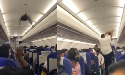 இதுகளும் சதி பண்ணுதே.. இண்டிகோ விமானதிற்குள் சிறகடித்து பறந்த புறா - வைரல் வீடியோ