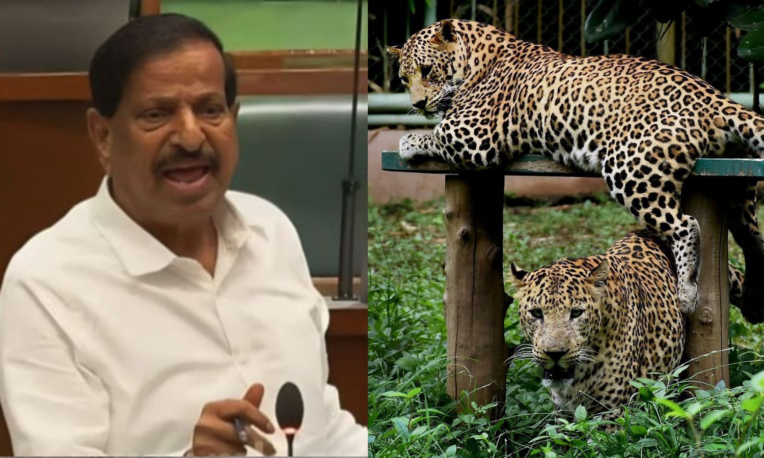 சிறுத்தைகள் மக்களை தாக்குவதை தடுக்க 'ஆடு'களை காடுகளில் விட வேண்டும் - மகா. அமைச்சர் தீர்மானம்