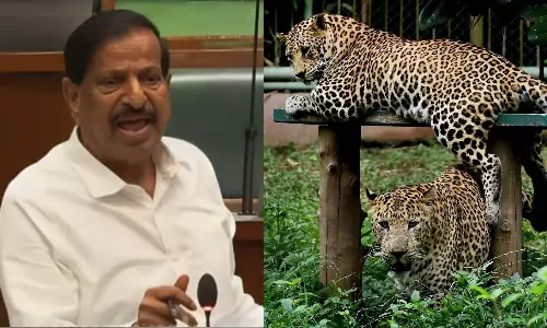 சிறுத்தைகள் மக்களை தாக்குவதை தடுக்க ஆடுகளை காடுகளில் விட வேண்டும் - மகா. அமைச்சர் தீர்மானம்