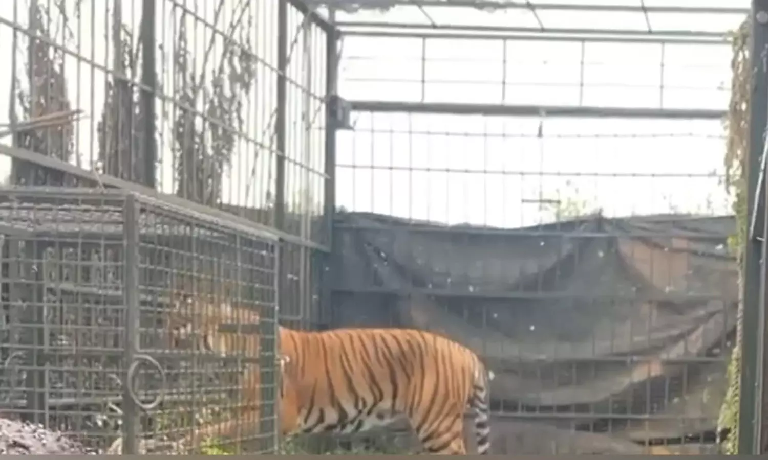 மூதாட்டியை கொன்ற டி-37 புலி கூண்டில் சிக்கியது - பொதுமக்கள் நிம்மதி மூதாட்டியை கொன்ற டி-37 புலி கூண்டில் சிக்கியது - பொதுமக்கள் நிம்மதி