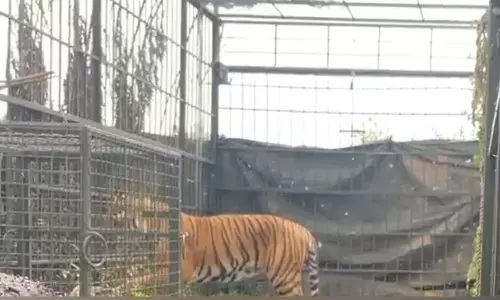 மூதாட்டியை கொன்ற டி-37 புலி கூண்டில் சிக்கியது - பொதுமக்கள் நிம்மதி