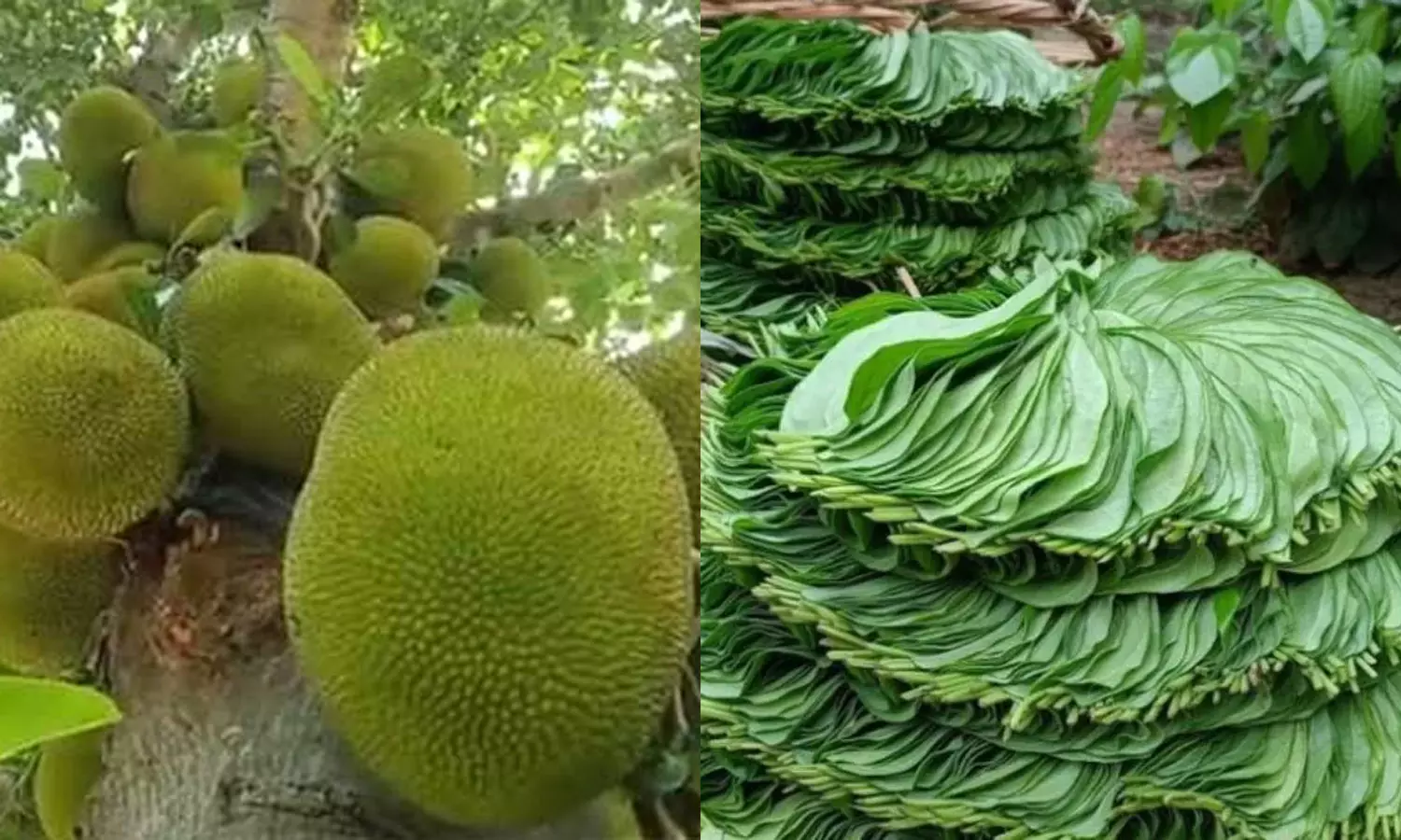 பண்ருட்டி பலாப்பழம் - கும்பகோண வெற்றிலை