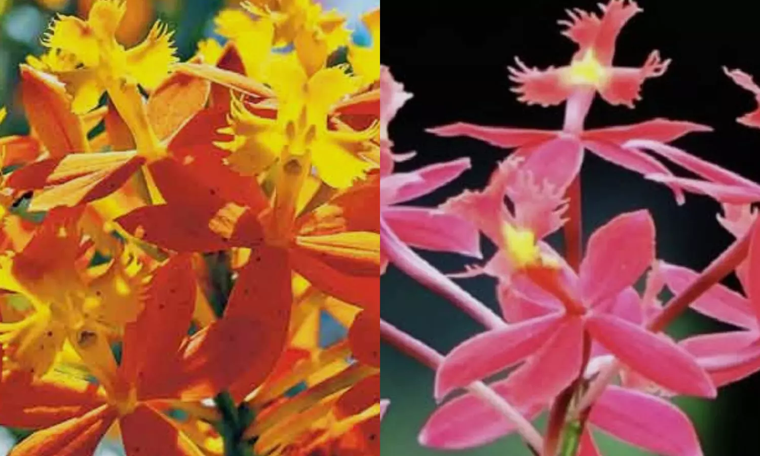 கொடைக்கானலில் பூத்து குலுங்கும் சிலுவை வடிவிலான பூக்கள் கொடைக்கானலில் பூத்து குலுங்கும் சிலுவை வடிவிலான பூக்கள்