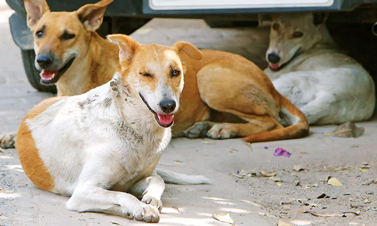 தெருநாய்களுக்கு மைக்ரோ சிப் பொருத்தும் டெண்டருக்கு இடைக்கால தடை தெருநாய்களுக்கு மைக்ரோ சிப் பொருத்தும் டெண்டருக்கு இடைக்கால தடை