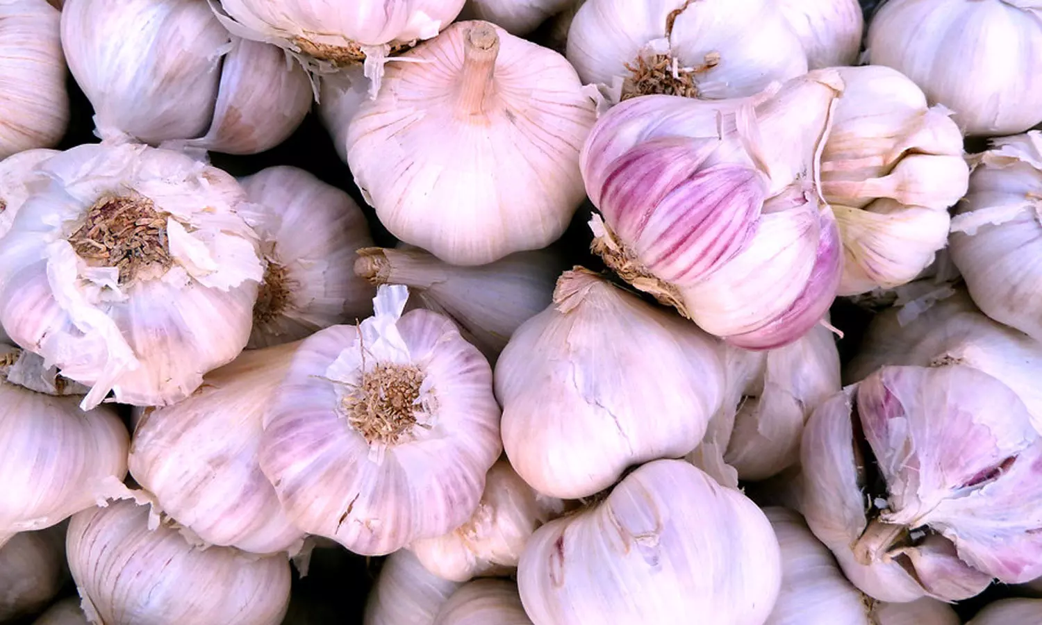 நீலகிரி பூண்டு விலை வீழ்ச்சி - விவசாயிகள் வேதனை நீலகிரி பூண்டு விலை வீழ்ச்சி - விவசாயிகள் வேதனை