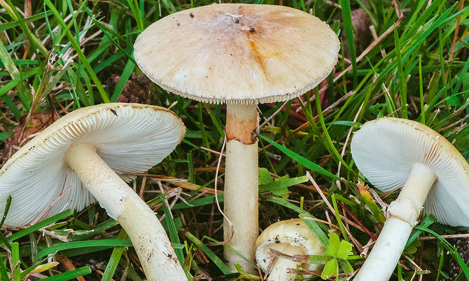 விஷ காளான்களை அறிவது எப்படி?