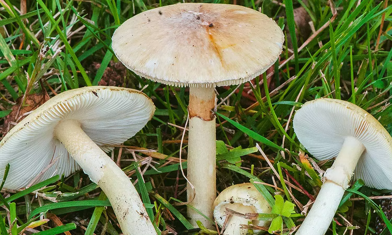 விஷ காளான்களை அறிவது எப்படி? விஷ காளான்களை அறிவது எப்படி?