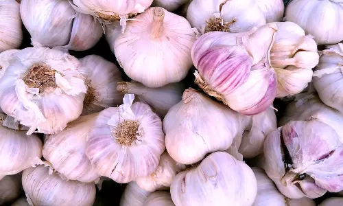 நீலகிரி பூண்டு விலை வீழ்ச்சி - விவசாயிகள் வேதனை